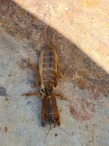 Mole Cricket