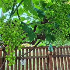 White Sweet Grapes 2023