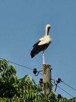 Performing Stork