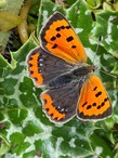 Little Copper on da Milk Thistle