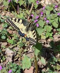 A Swallowtail Butterfly