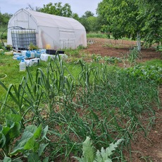 Onions collards and artichoke May 2024