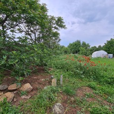 Looking north, from further up the garden May 2024