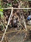 Balkan Terrapin