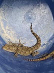 Bulgarian Bent Toed Gecko